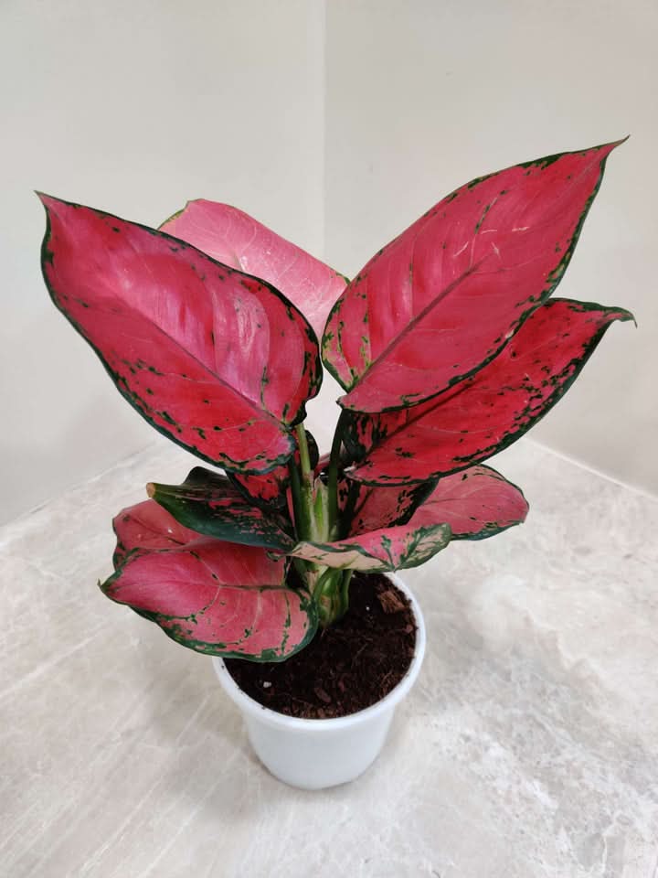 Aglaonema Seeds – Plant Seeds for Planting – Dharaseeds