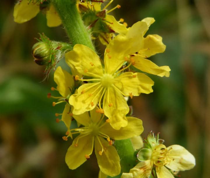 Agrimonia Flower Seeds for Planting – Medicinal Wildflower Blooms