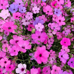 Agrostemma Cold Tolerant Annual Herb Flower heirloom non-gmo organic garden seeds