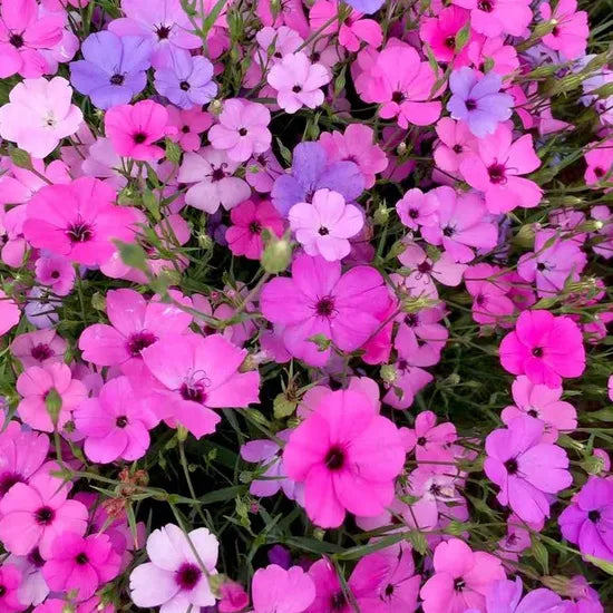 Agrostemma Cold Tolerant Annual Herb Flower heirloom non-gmo organic garden seeds