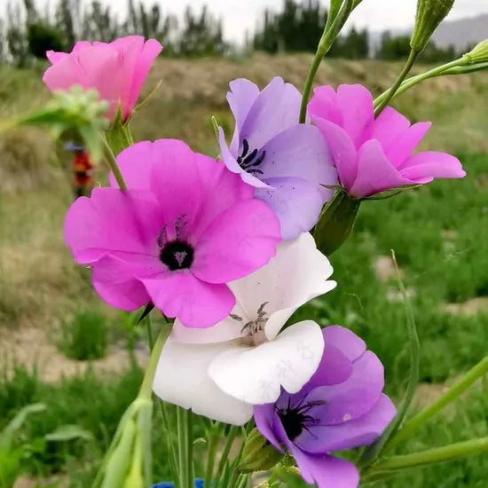 Agrostemma Cold Tolerant Annual Herb Flower – Heirloom, Non-GMO, High Germination Organic Garden Seeds