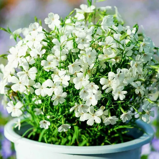Agrostemma Ornamental Annual Herb Flower heirloom non-gmo organic garden seeds