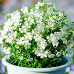 Agrostemma Ornamental Annual Herb Flower heirloom non-gmo organic garden seeds