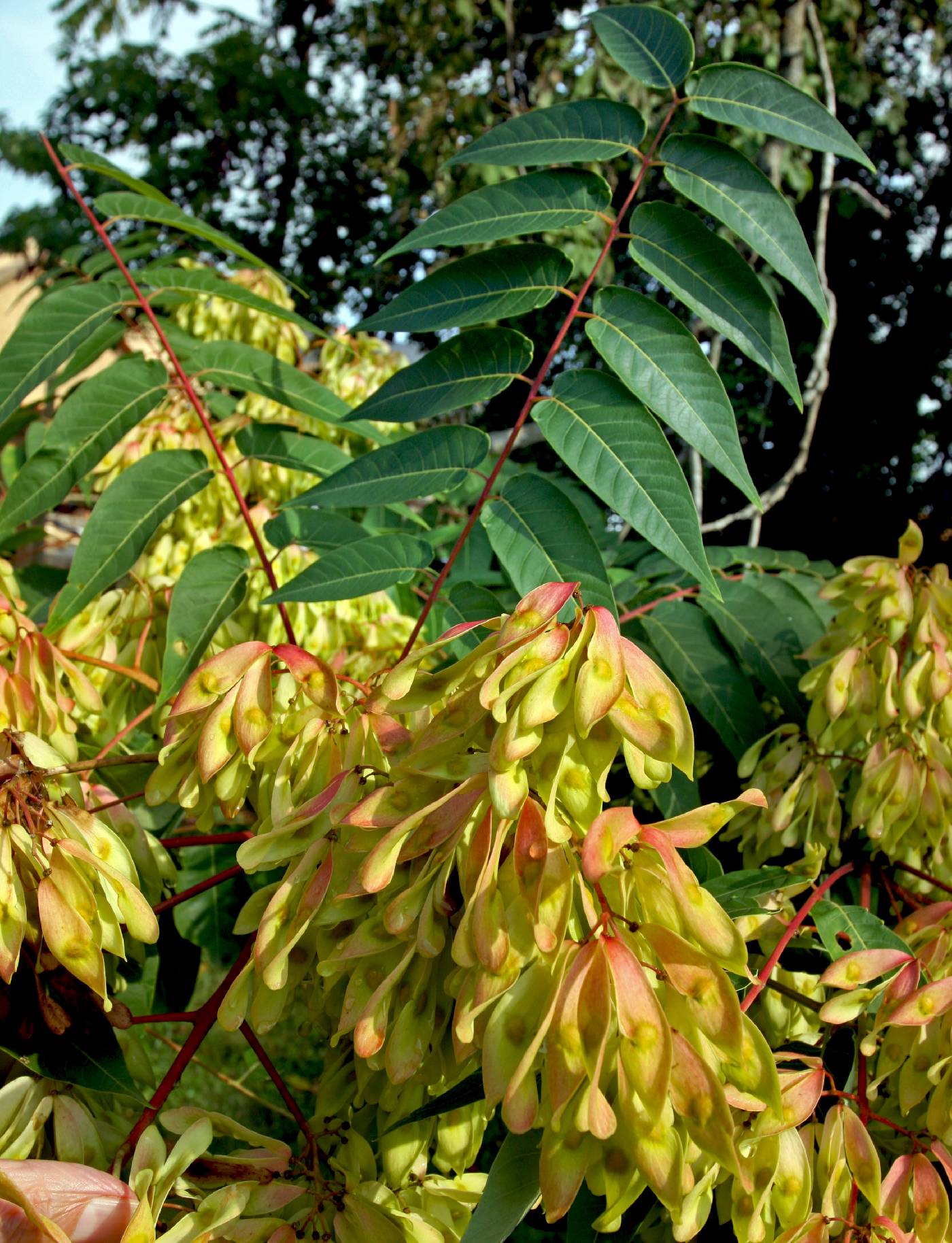 Ailanthus altissima Seeds