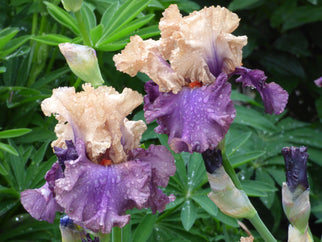 Air of Mystery Tall Bearded Iris