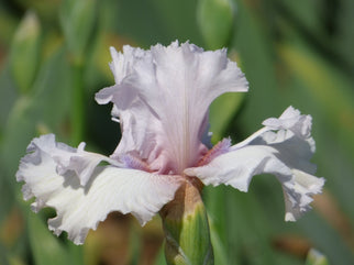 Air Time Tall Bearded Iris