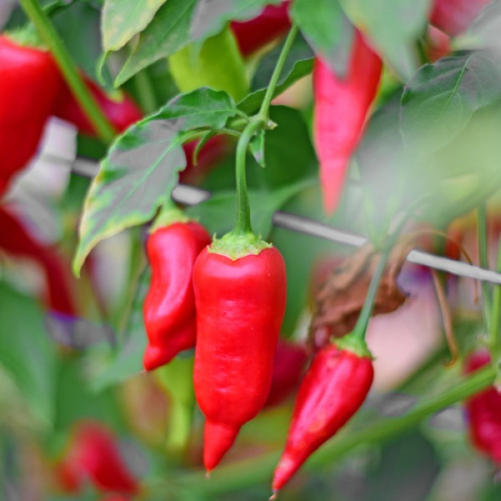 Aji Dulce Vegetable Seeds for Planting