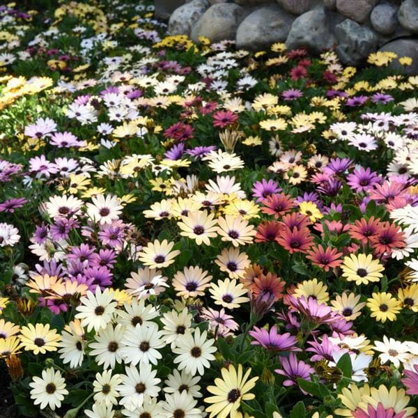 Mix Osteospermum Seeds