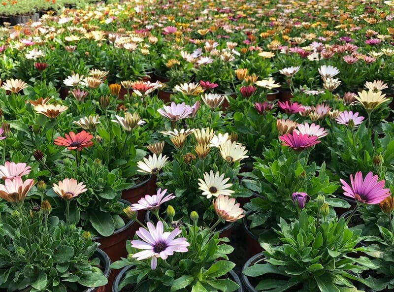 Osteospermum Akila Grand Canyon Mix Seeds