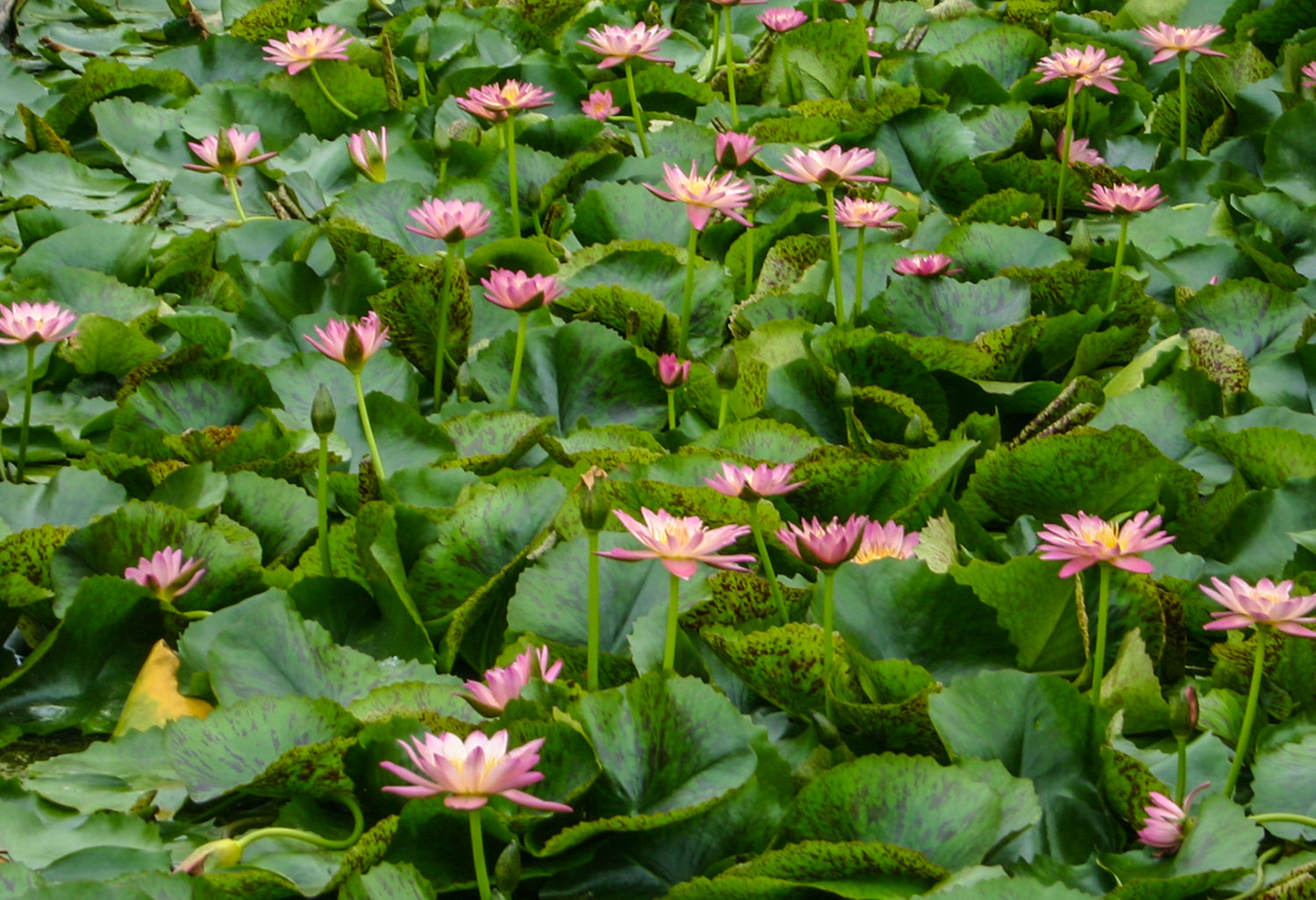 Nymphaea Albert Greenberg