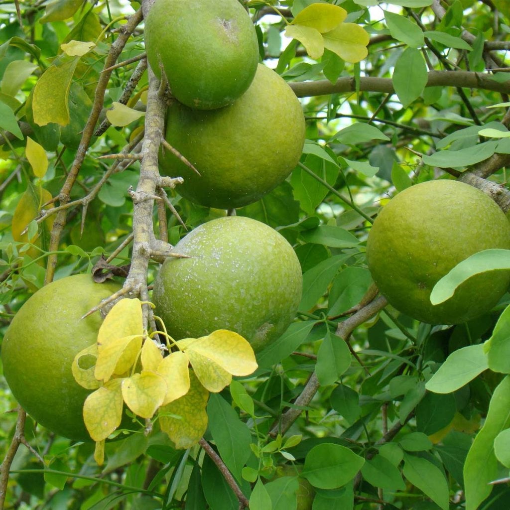 Bael Fruit Seeds (Aegle marmelos)