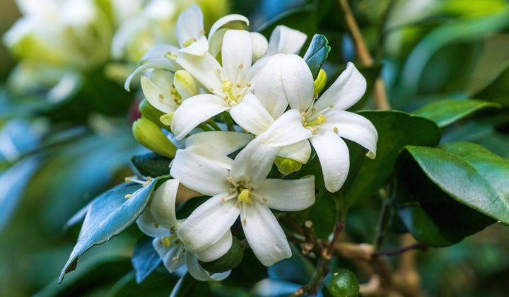 White Murraya Flower Seeds – Heirloom, Non-GMO Seeds for Planting Fragrant Garden Blooms