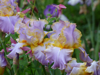 All About Spring Tall Bearded Iris