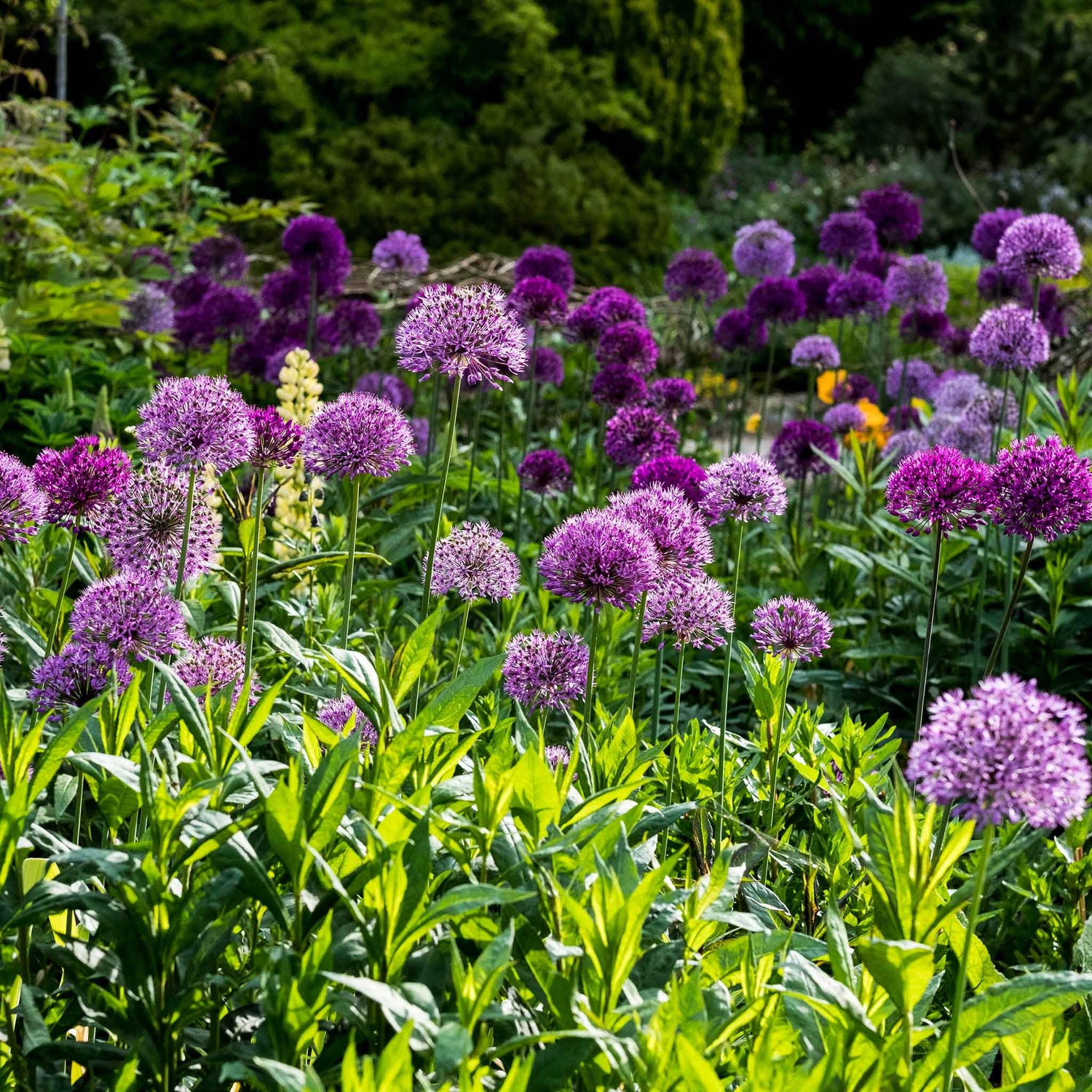 Allium Bulbs - Graceful Mix