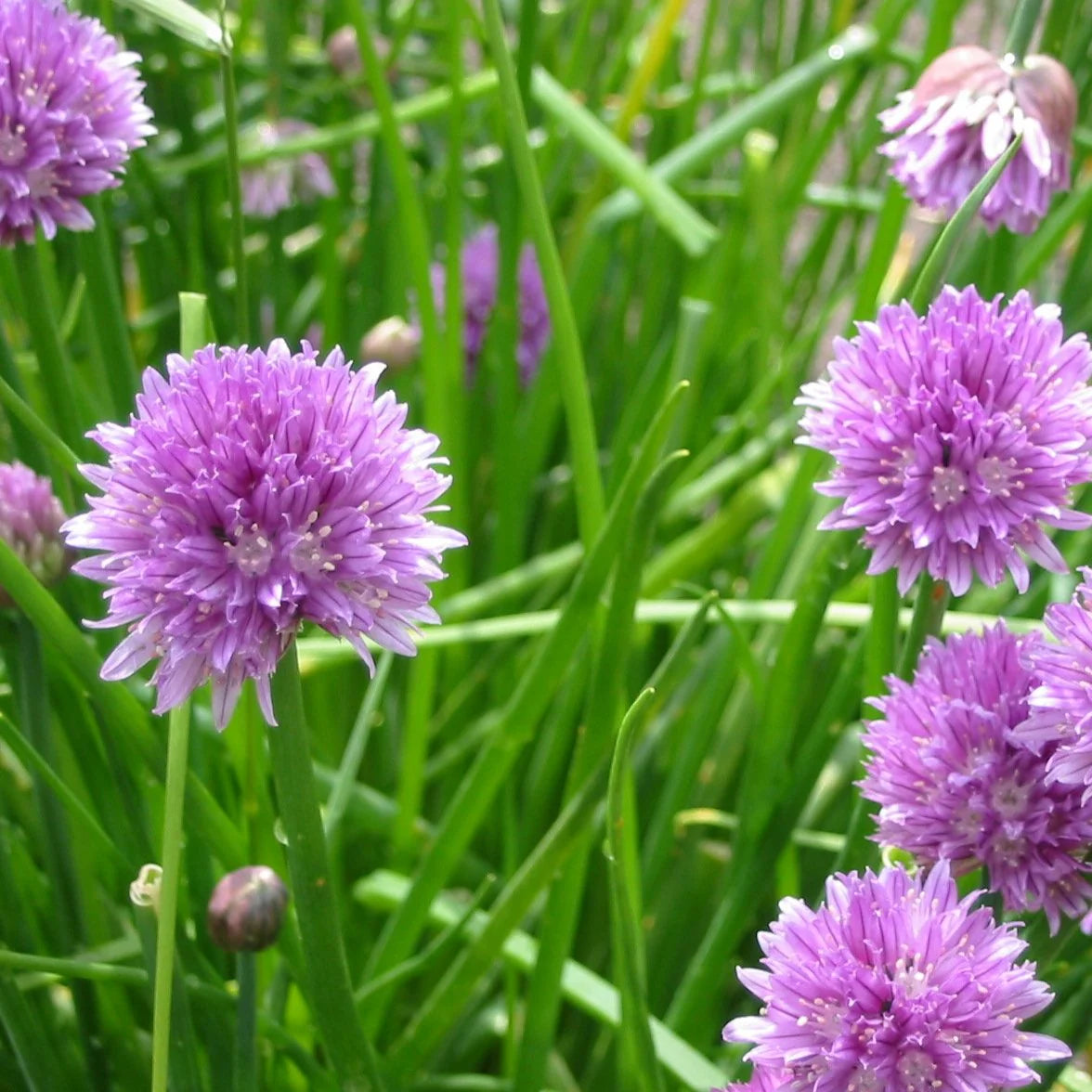 Allium schoenoprasum seeds planting guide, best practices for perennial herb growth