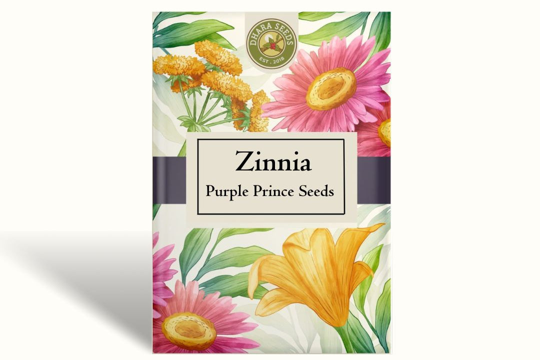 Zinnia Purple Prince Seeds