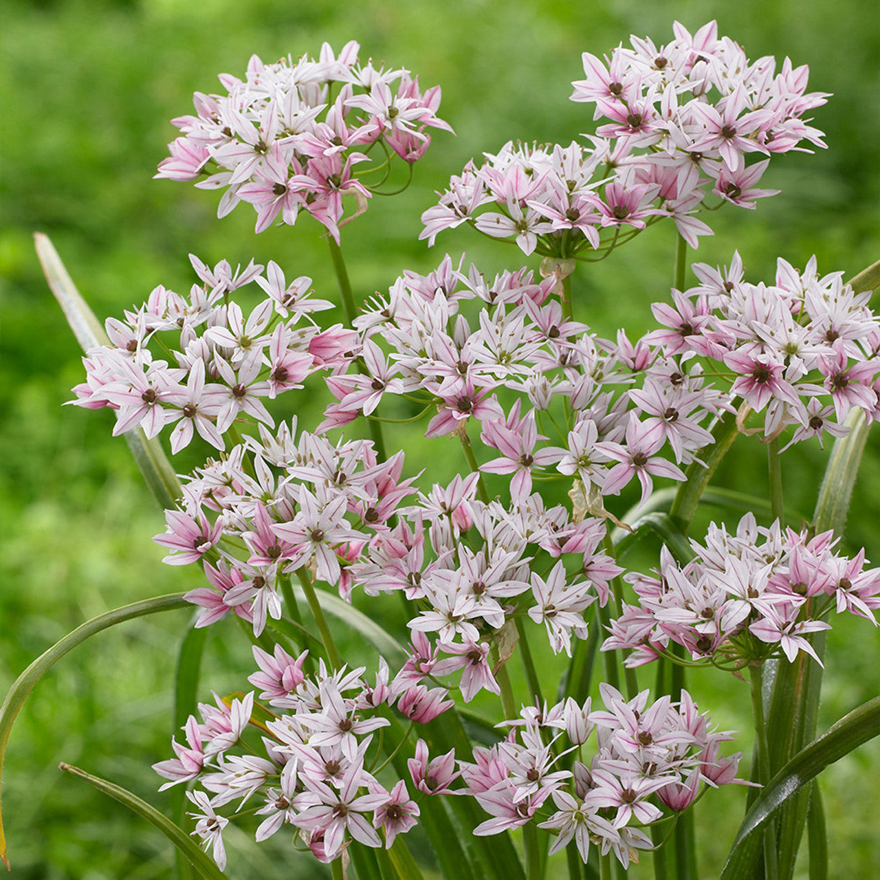 Allium Bulbs - Cameleon