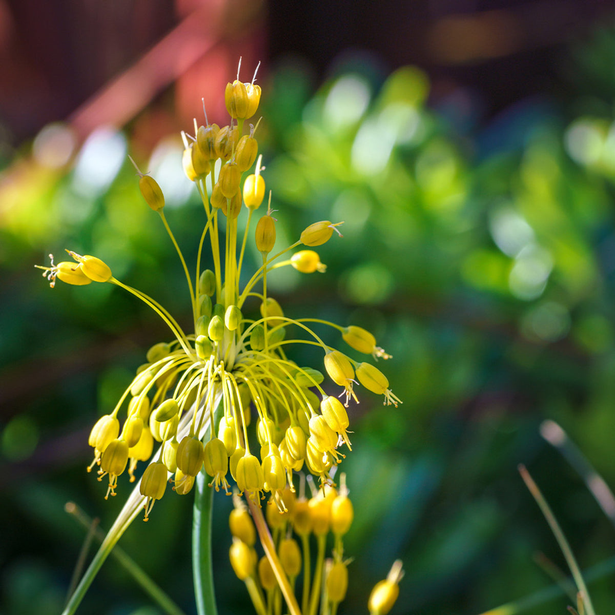 Kleine Gelbe Zwiebel Flowering Seeds For Planting And Decorative Allium flavum with Yellow Blooms