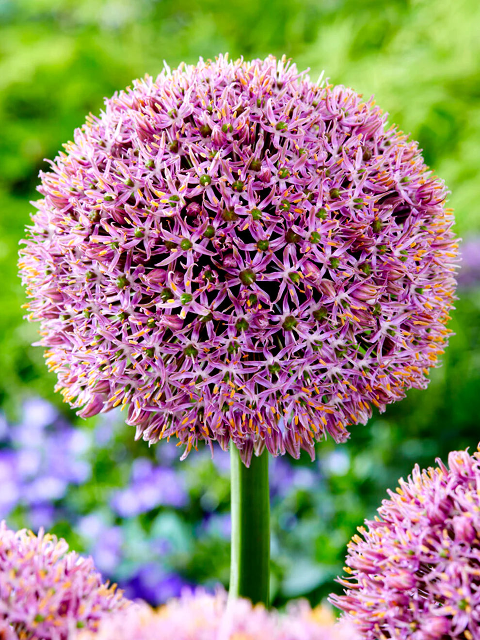 Allium Bulbs - Party Balloons