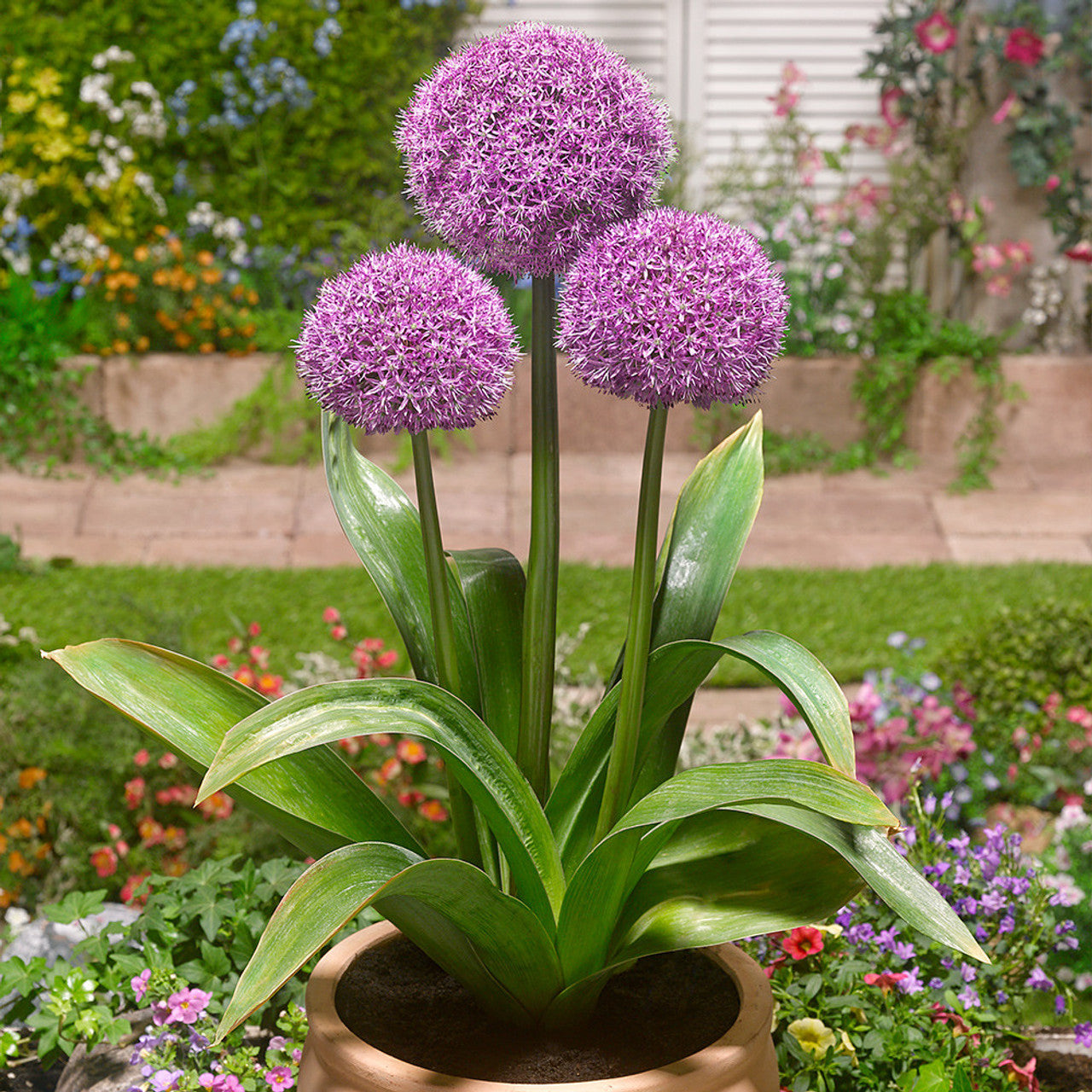 Allium Bulbs - Party Balloons