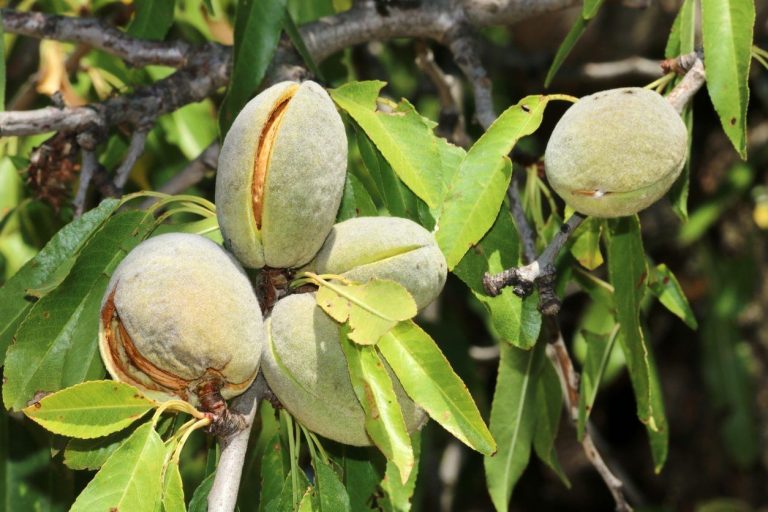 Long-Peduncled Almond (Prunus amygdalus)