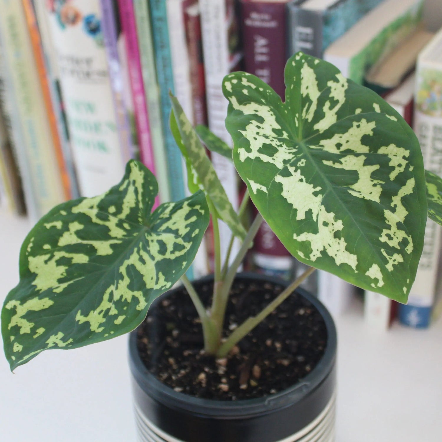 Elephant Ear Seeds - Hilo Beauty