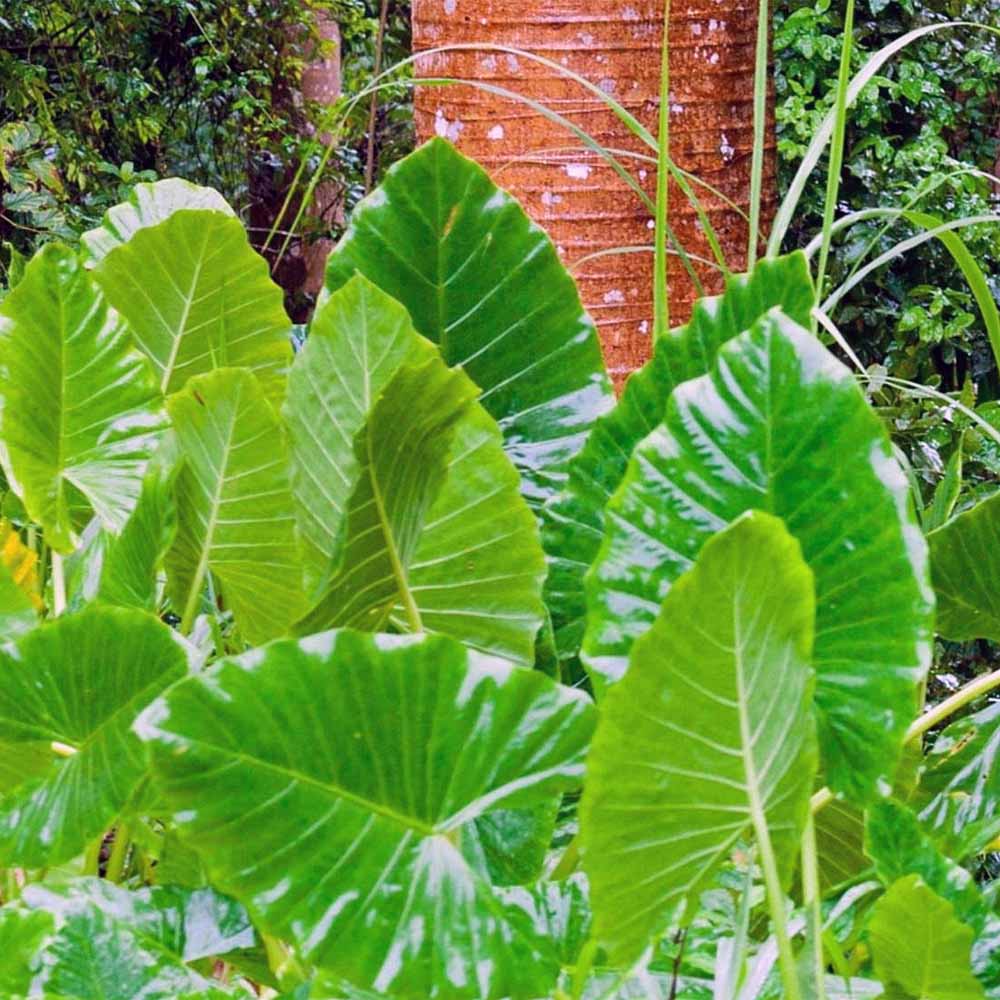 Alocasia odora Upright Elephant Ear Bulb