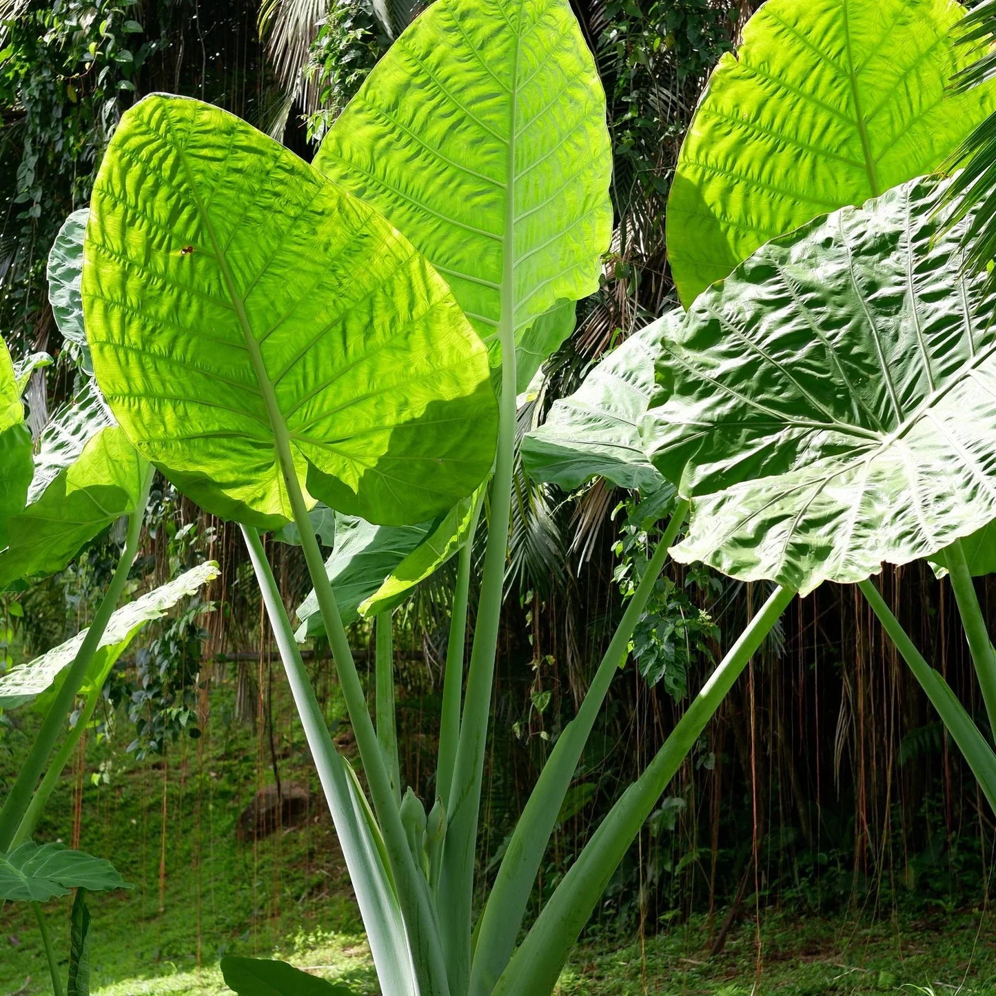 Alocasia odora Upright Elephant Ear Bulb