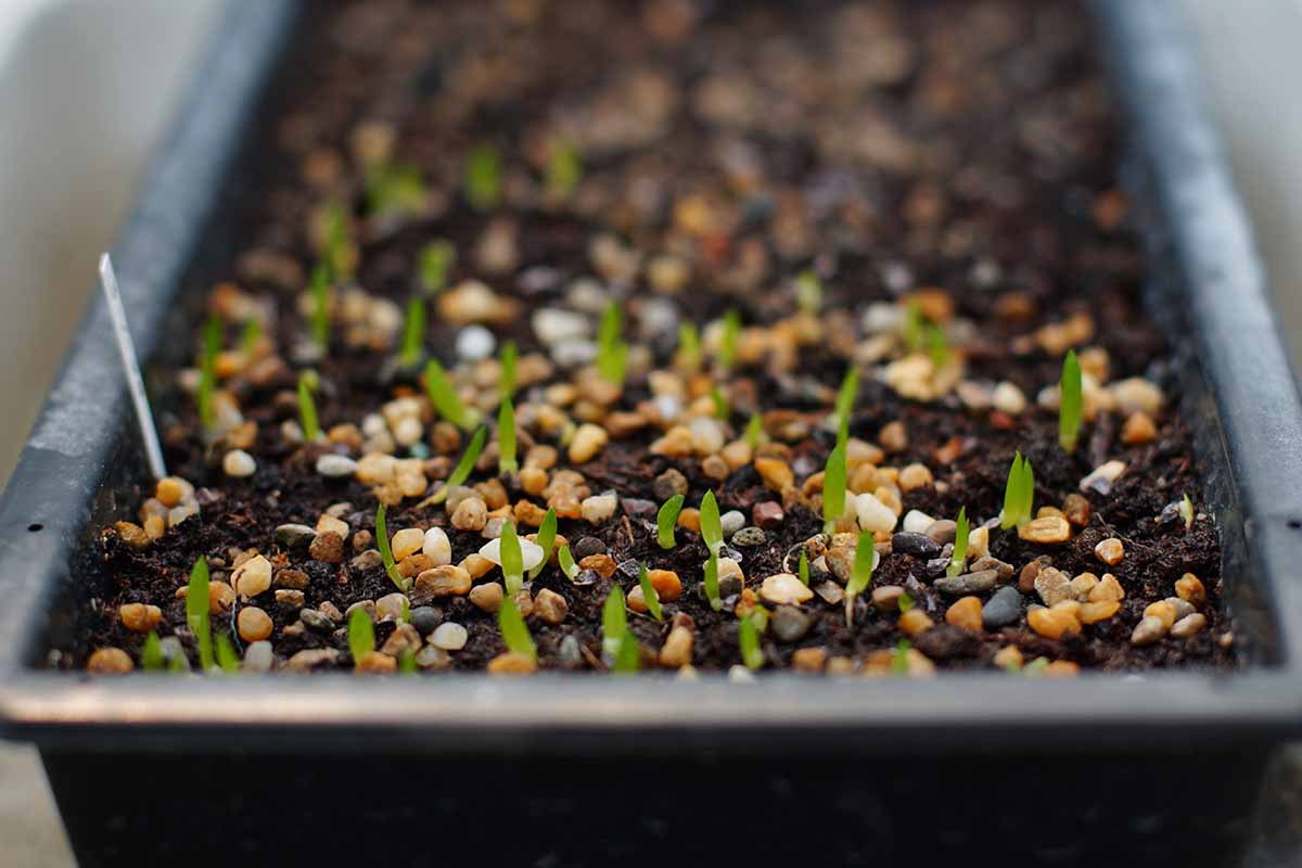 Aloe Plant Seeds for Planting