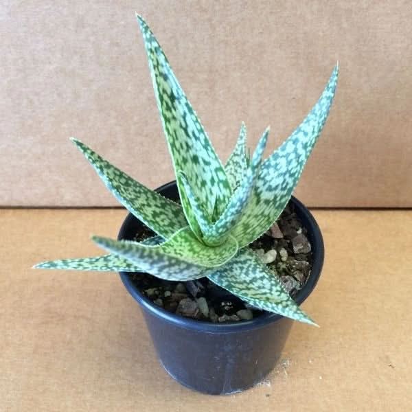 White Succulent Aloevera Plant Seeds-Heirloom & Non-GMO Seeds for planting Scientific Name Placeholder for planting in home garden