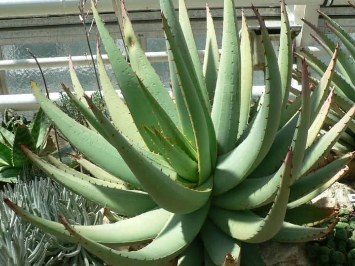 Green Claviflora Jackal’s Plant Seeds for Planting- Unique Garden Collection – Fresh Herb for Your Garden