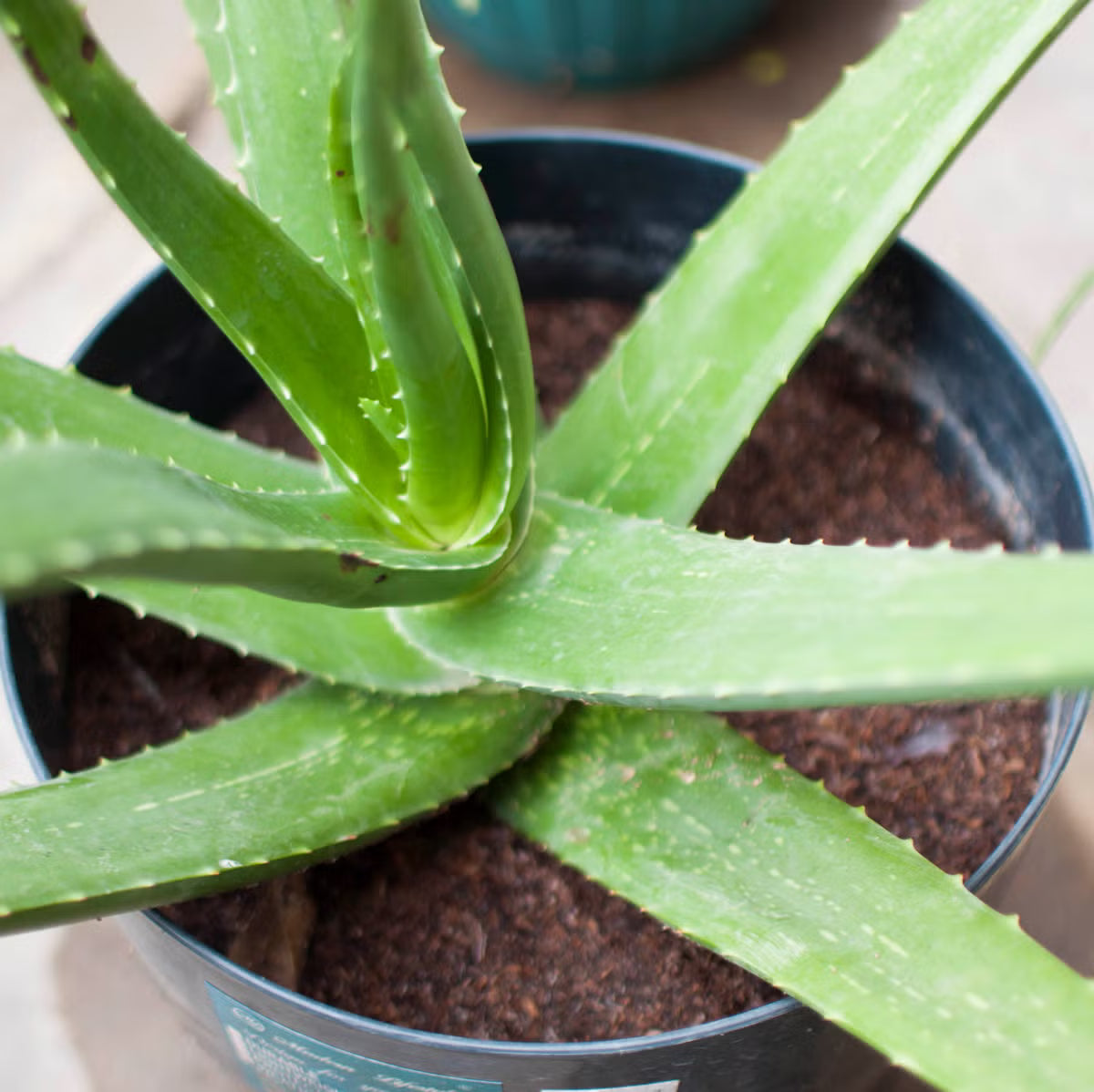 Close-up of Aloe greenii foliage with striped patterns. Ornamental succulent leaves.