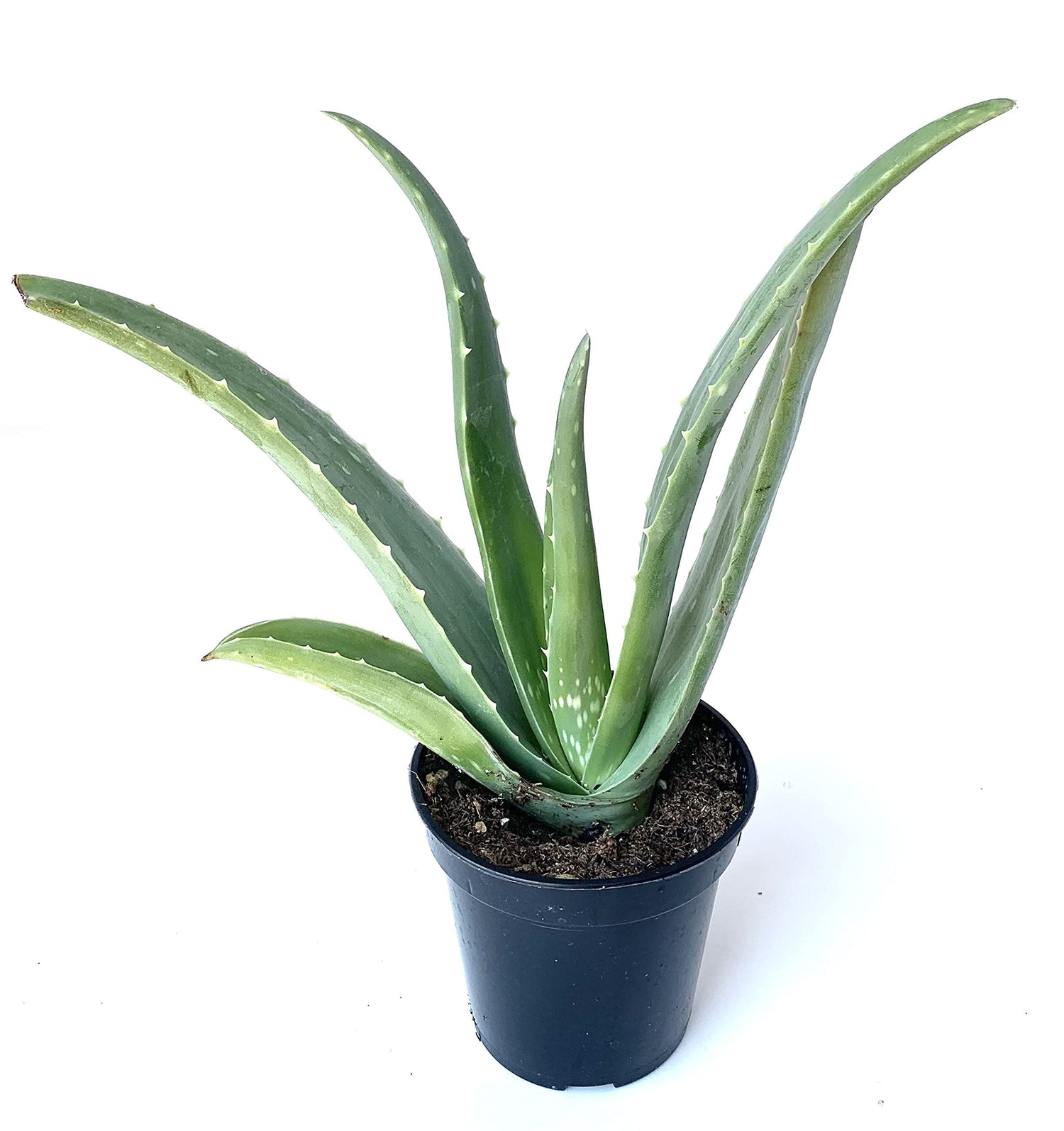 Aloe greenii plant in a decorative pot. Drought-tolerant houseplant.
