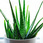 Aloe plant in an arid garden container. Xeriscaping succulent seeds.