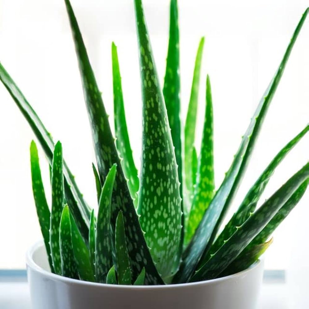Aloe plant in an arid garden container. Xeriscaping succulent seeds.