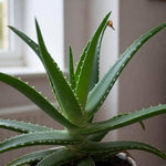 Close-up of Aloe seeds ready for planting. Seed starting guide for low-water plants.