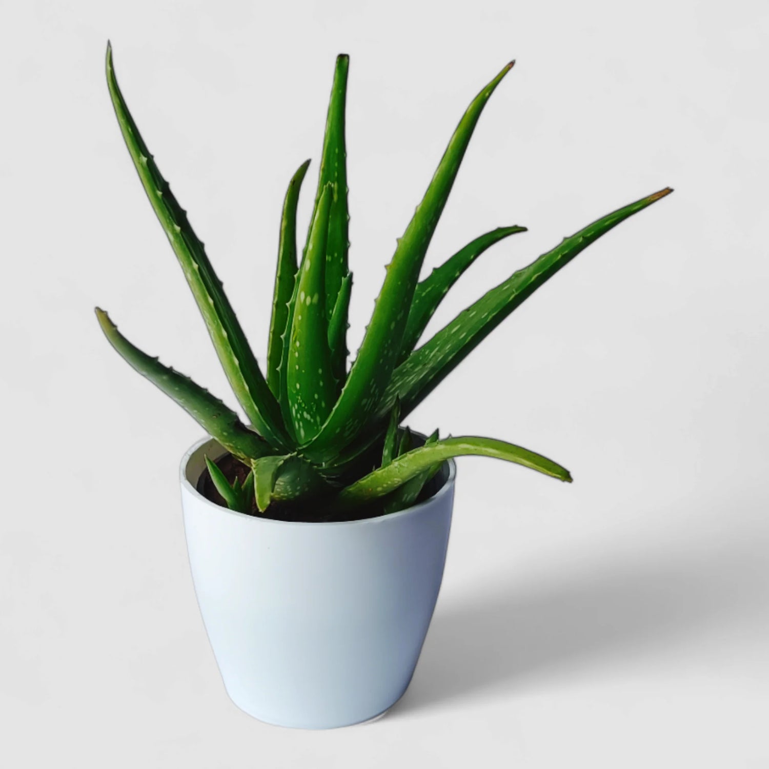 Aloe Seeds packet. Buy Aloe greenii seeds online. Indoor succulent starter kit.