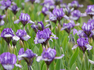 Along The Lines Dwarf Iris