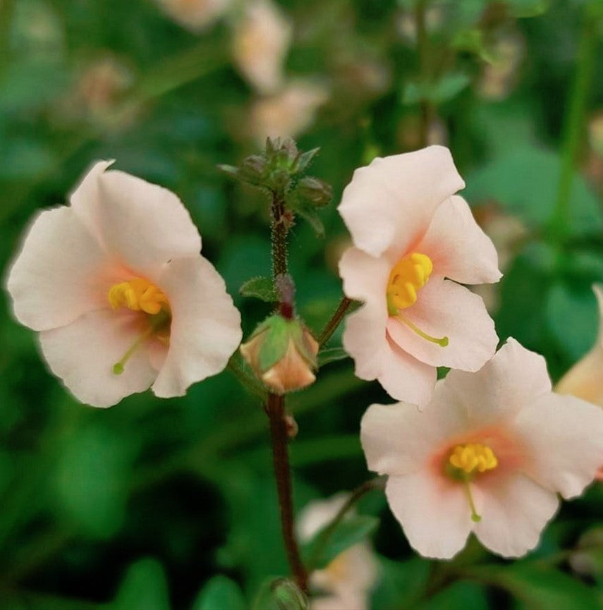 Salmon Mask Alonsoa Flower Seeds – Perennial Blooming Variety