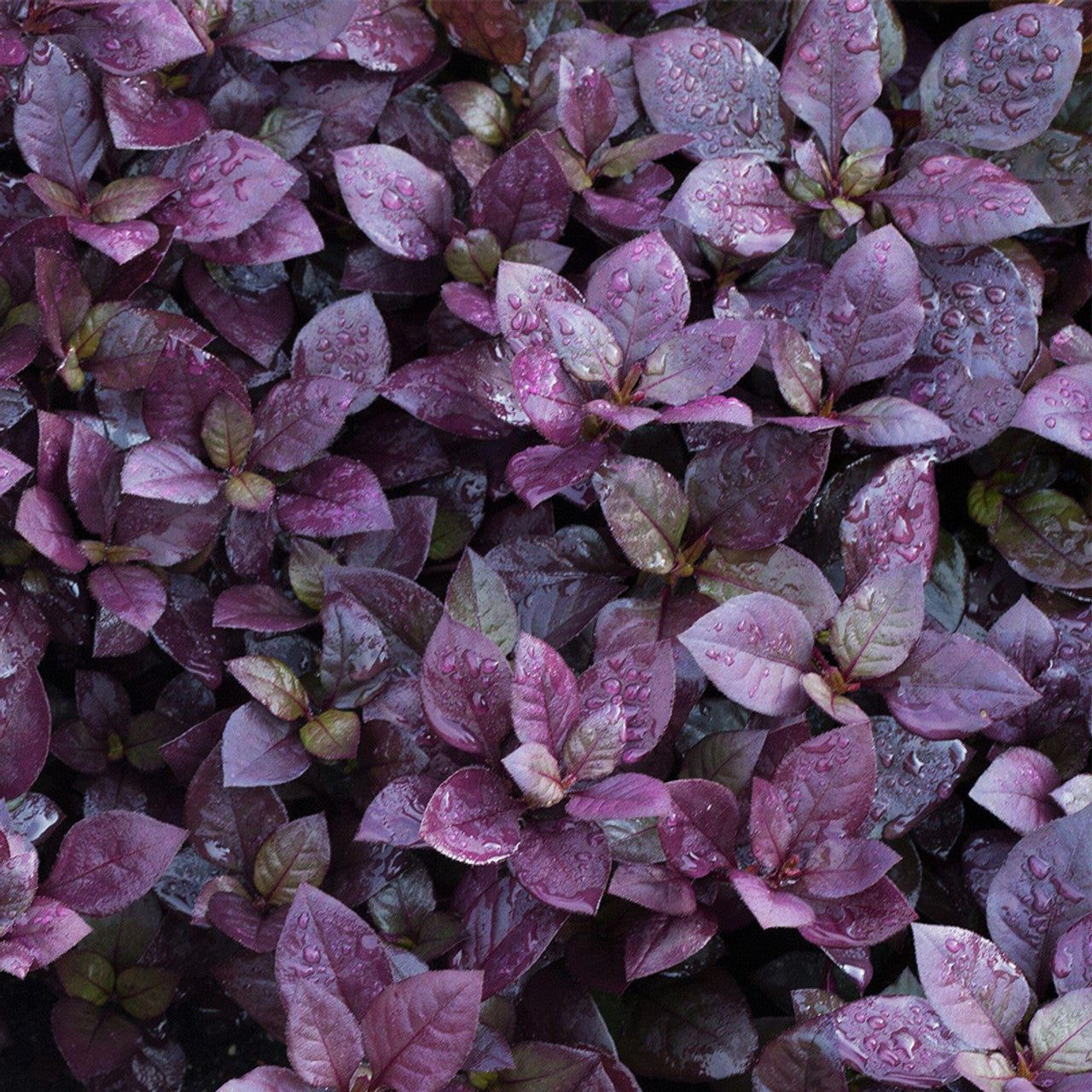 Alternanthera Purple Prince Seed