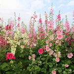 Althea Rosea Sun Loving Annual Herb Flower heirloom non-gmo organic garden seeds