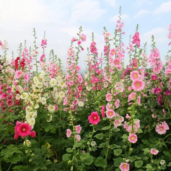 Althea Rosea Sun Loving Annual Herb Flower heirloom non-gmo organic garden seeds