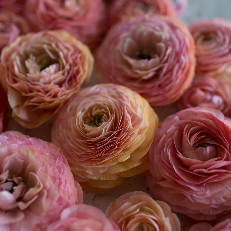 Ranunculus Seeds - Amandine Salmon