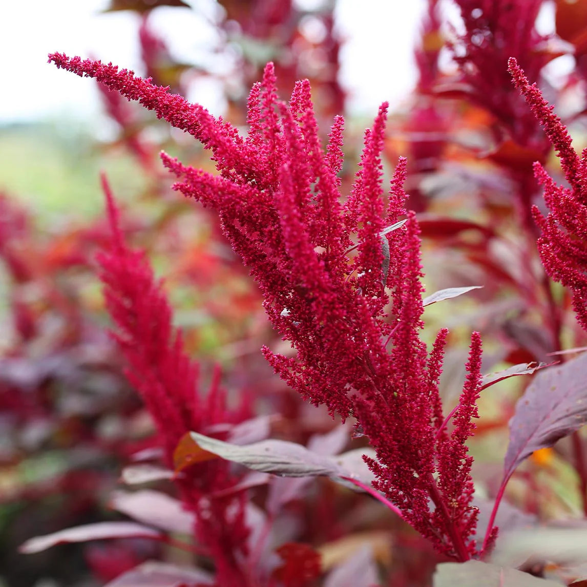 Amaranth Seeds - Red Garnet