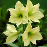 Light Green Amaryllis Flower Seeds – Heirloom, Non-GMO, Elegant Blooms for Garden Planting - Green for planting in home garden