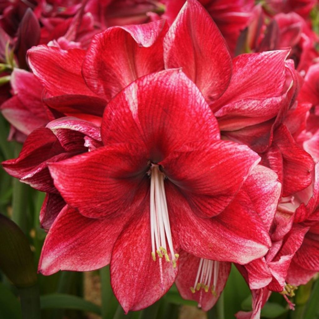 Amaryllis Seeds - Daphne