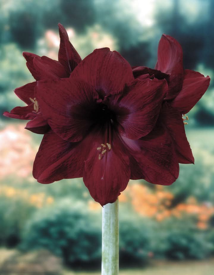 Heirloom Non-GMO Maroon Amaryllis Flower Seeds for Planting – Bold Blooming Flower Seeds