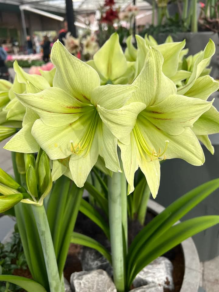 Light Green Amaryllis Flower Seeds – Heirloom, Non-GMO, Elegant Blooms for Garden Planting