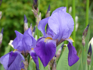 Amas Tall Bearded Iris