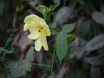 Close-up of Ambrette Musk Mallow flower with yellow petals and dark purple center.